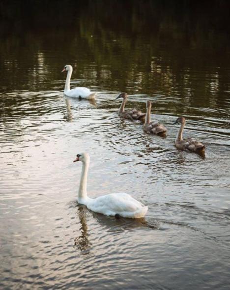 Innishannon House Hotel Bagian luar foto